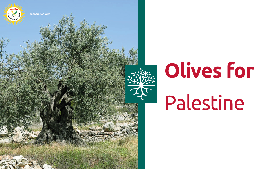 Olives for Palestine Taawon